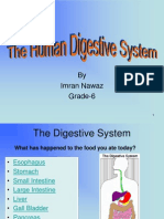 Digestive Syestem PPT by Imran