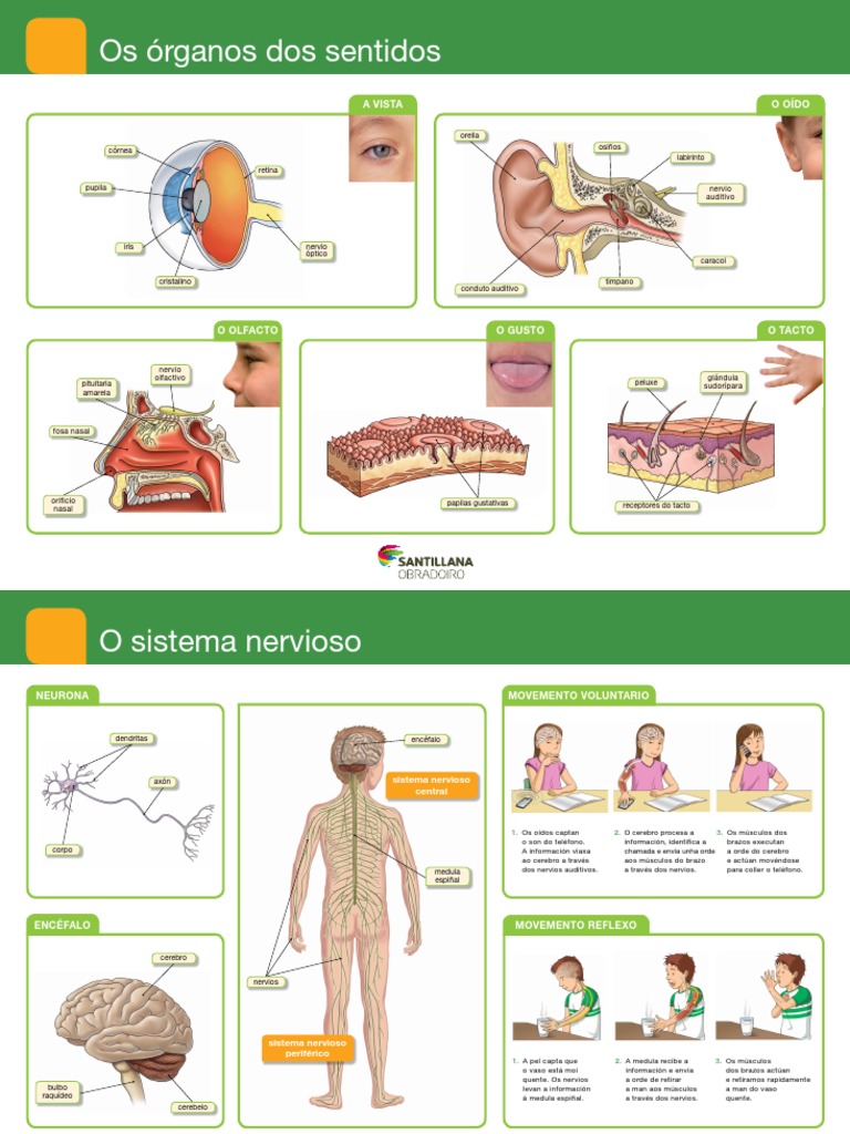 5º PRIMARIA - CIENCIAS DA NATUREZA - Láminas Ed Santillana Obradoiro | PDF
