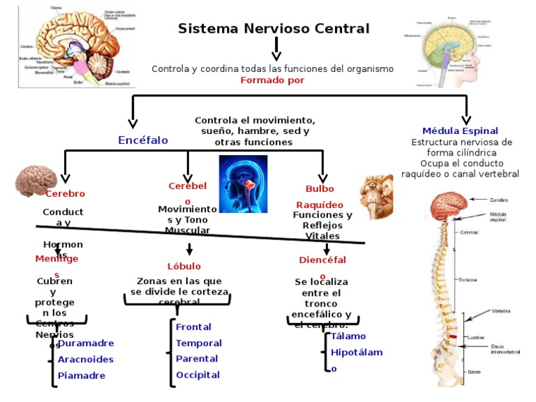 Estructura Y Funciones Del Sistema Nervioso Central PDF