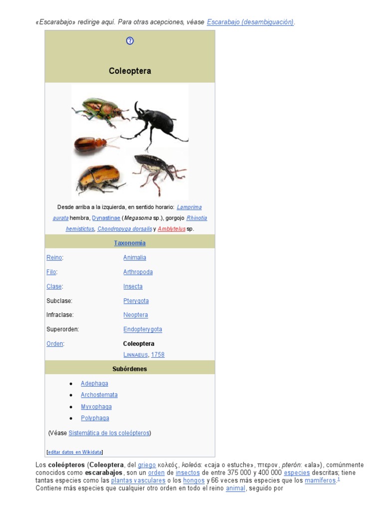 Escarabajo | PDF | Escarabajo | Insectos y humanos