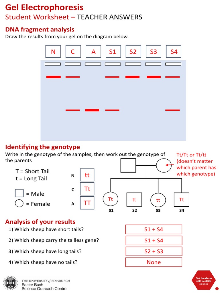 Genotype Analysis via Gel Electrophoresis | PDF | Genotype | Primer ...