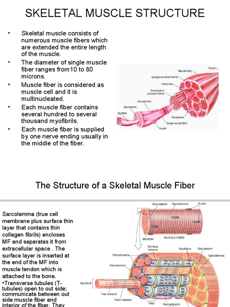 Labeled Structure of Skeletal Muscle Fiber | PDF | Muscle Contraction ...