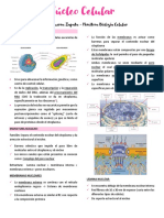 Resumen Clase Nucleo