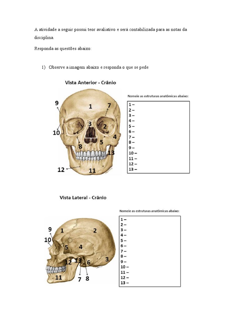 Atividade Anatomia E Fisiologia 191222 Download Grátis Pdf