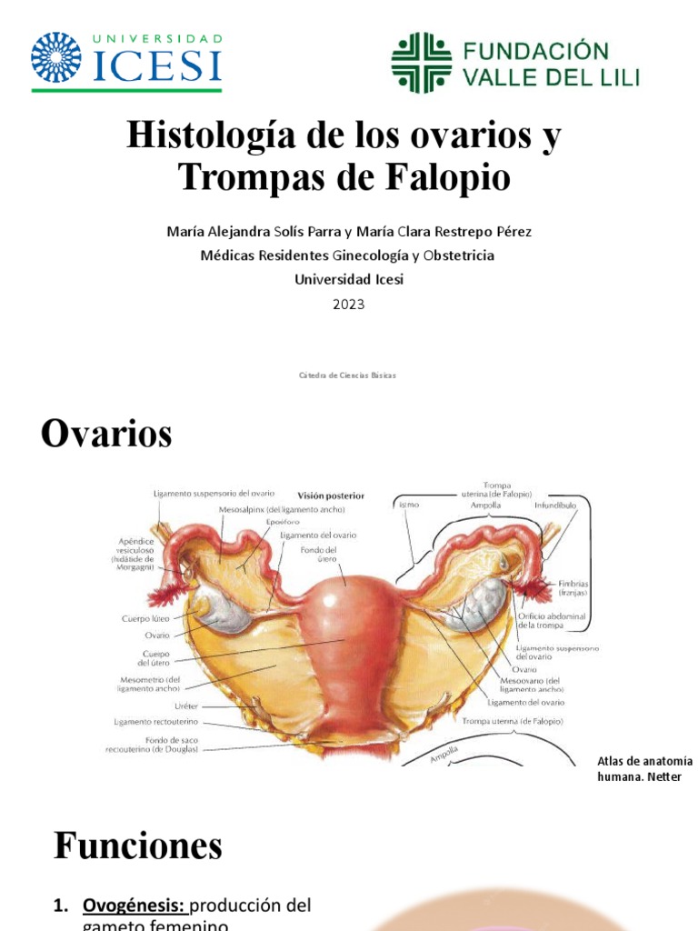 Histología de Ovarios y Trompas de Falopio | PDF | Mitosis | Ovario