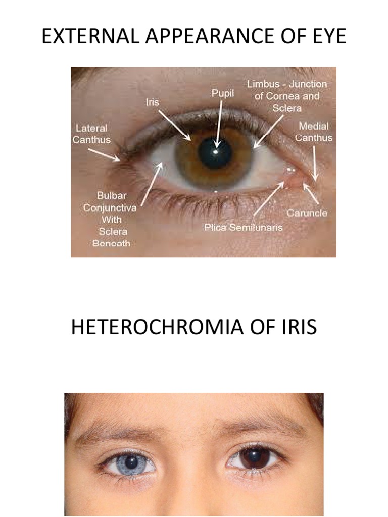 Rings, Dots, Lines \u0026 Spots | PPT, image size:768x1024