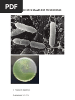 Download 2 11 Pseudomonas by api-3705495 SN6589027 doc pdf