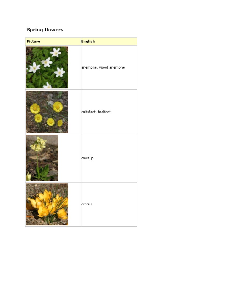 Spring Flower Identification Guide | PDF