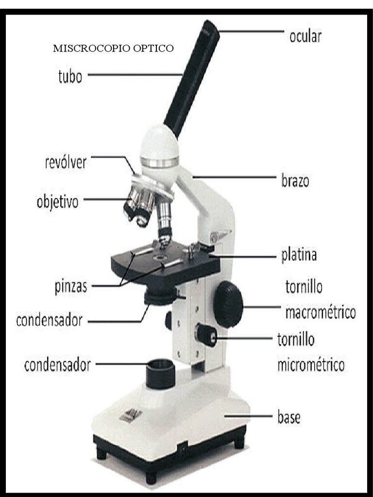 Microscopio Óptico: Guía Completa | PDF