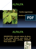 Alfalfa