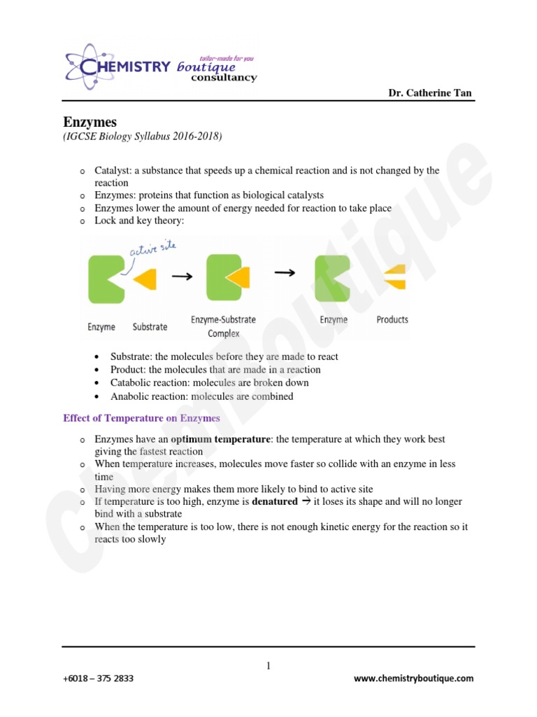 5 Enzymes PDF Enzyme Chemical Reactions