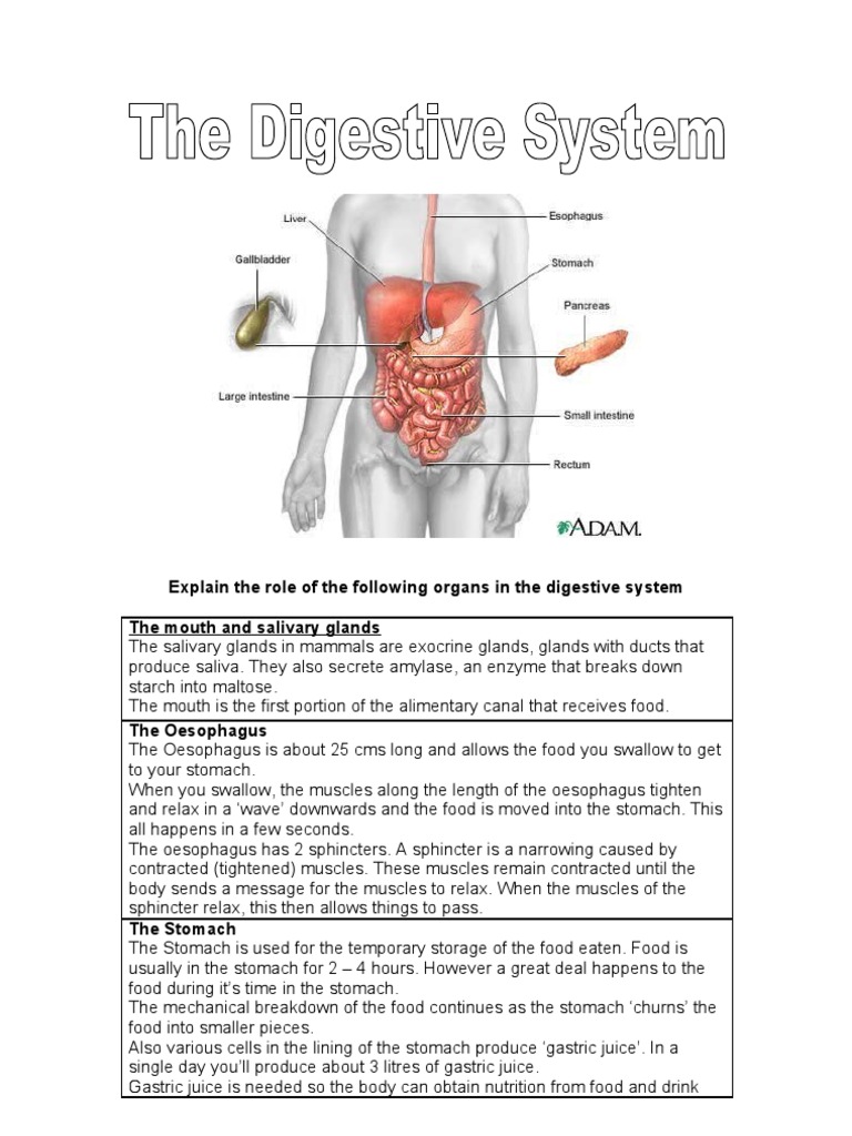 Diet Assessment 1 0 | PDF | Large Intestine | Digestion