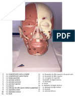 Musculos Da Mímica