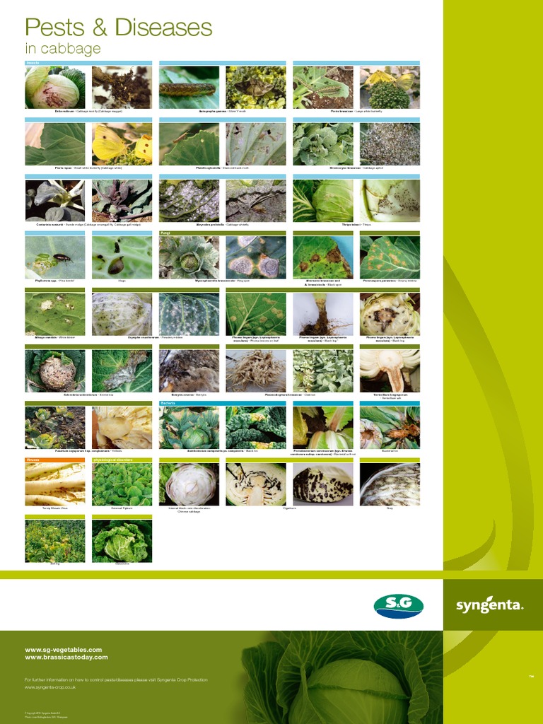 Diseases Cabbage Poster | PDF | Cabbage | Organisms