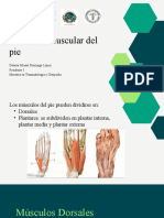 Presentación Anatomía Muscular Del Pie Completa