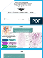 Ureter y Vejiga