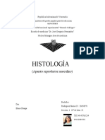 Aparato Reproductor Masculino (Histología)