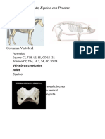 Anatomía Comparada 1