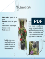 Bosquejo de Crecimiento de Planta Ornamental .Grupo 2