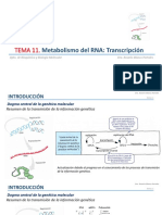 TEMA 11 - Metabolismo Del RNA