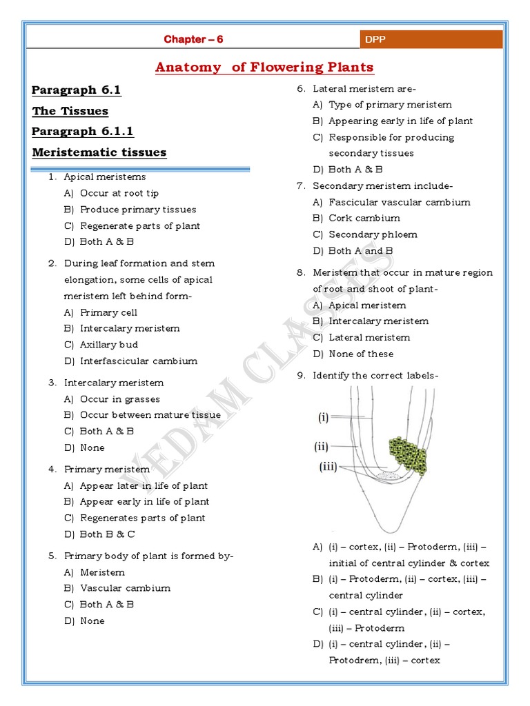 XI CH - 06 Anatomy of Flowering Plants - 220605 - 233239 | PDF | Plant ...