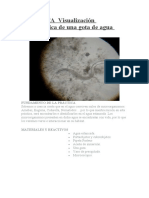 PRACTICA Visualización Microscópica de Una Gota de Agua Estancada