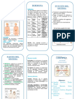 Triptico Sistema Endocrino