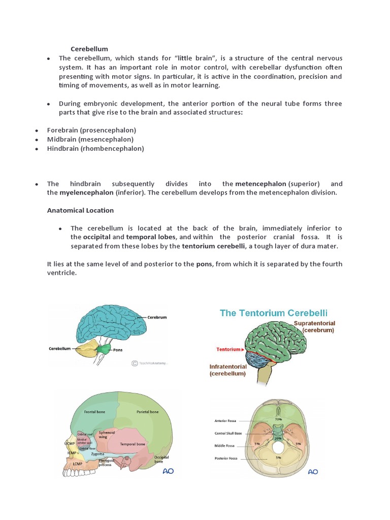 The Cerebellum | PDF | Cerebellum | Human Anatomy