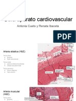 Guía Aparato Cardiovascular, Cueto e Ibaceta