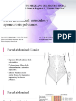 Pared Abdominal - Músculos y Aponeurosis Pelvianos