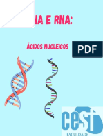 Dna E Rna:: Ácidos Nucleicos