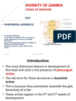 11.pharyngeal Apparatus