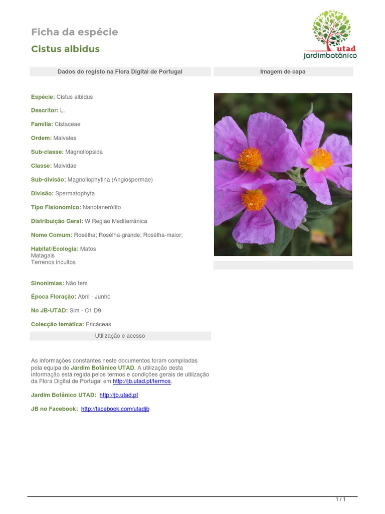 Cistus Albidus | PDF | Ciências e Matemática
