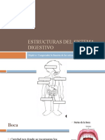 Estructuras Del Sistema Digestivo Quinto