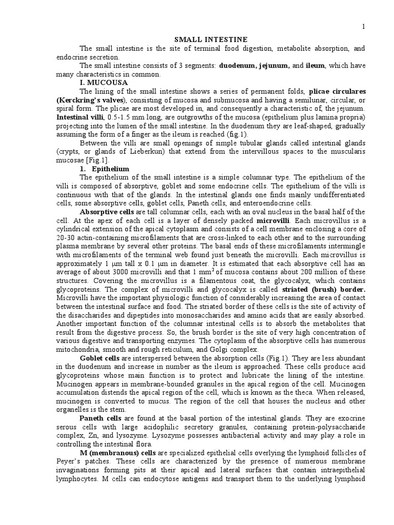 Small Intestine | PDF | Small Intestine | Gastrointestinal Tract