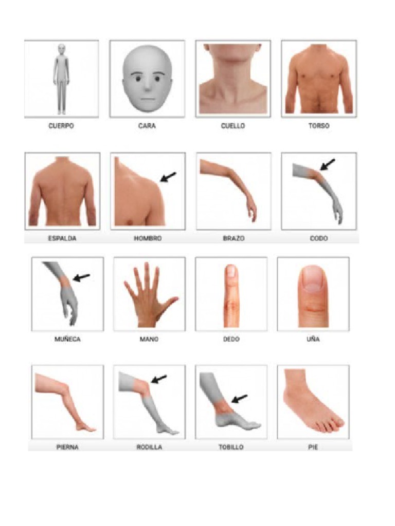 Partes Del Cuerpo Por Separado 2023 | PDF