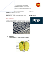 Tejidos Vegetales