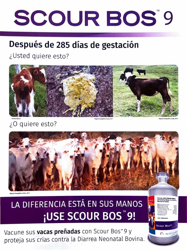 Scour Bos | PDF | Vacas | Diarrea
