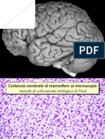 Neuron Is in A Psi