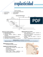 Apuntes de Neuroplasticidad