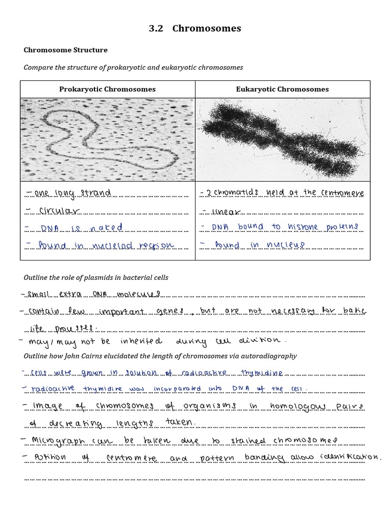 Chromosome Structure & Functions | PDF | Chromosome | Ploidy