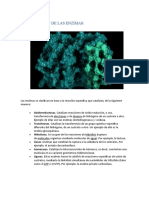 Clasificacion de Las Enzimas