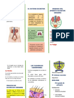 Exposicion Del Sistema Excretor