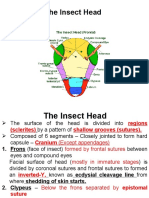 Insect Head and Its Types