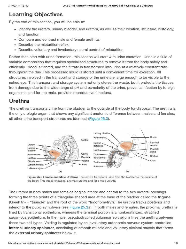 25 2 gross anatomy of urine transport anatomy and physiology 2e