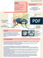 Informe Mosca