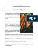 Factores Postcosecha y Salmuera - Zanahoria