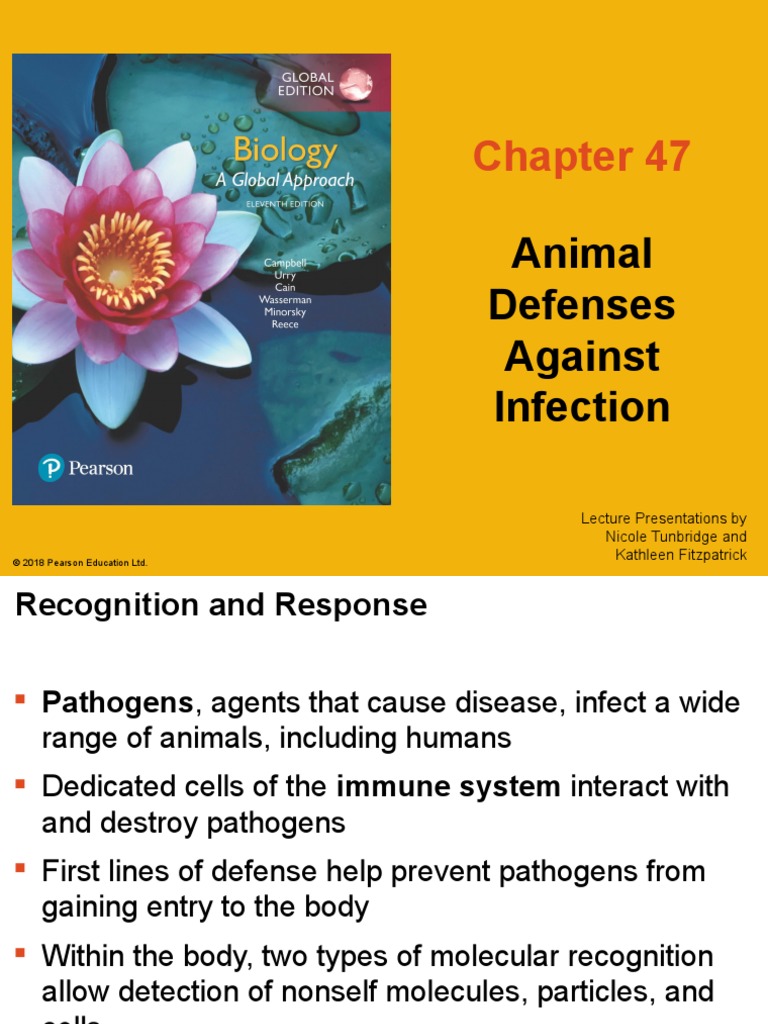 47 Lecture Presentation-Short | PDF | Immune System | T Helper Cell