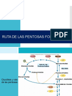 Ruta de Las Pentosas Fosfato