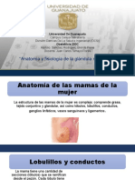 Anatomia Del Seno